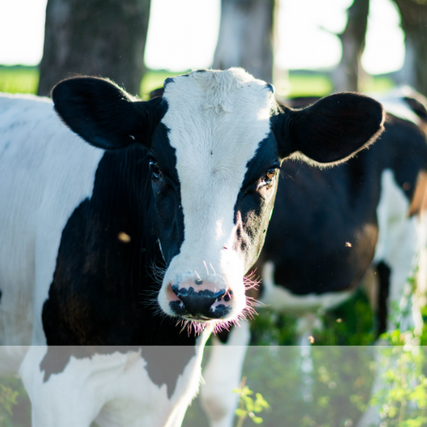 Farm & Ranch SuppliesCows